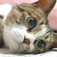 ᓚᘏᗢ蝦夷猫ᗢᘏᓗ (@cats_guri1010) 's Twitter Profile Photo ᓚᘏᗢ蝦夷猫ᗢᘏᓗ (@cats_guri1010) 's Twitter Profile Photo