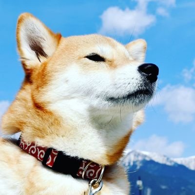 takobasil0718's profile picture. 長年のモラハラ行動制限DV経済DVレスられから妻の持ち家を追い出されて片親疎外面会交流調停中
突然の自由な生活の過ごし方がわからない犬にしたら6歳♂
子供との生活を思い出し浮き沈みの毎日