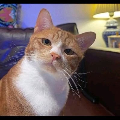 nonchalantx30's profile picture. D I S C R E E T