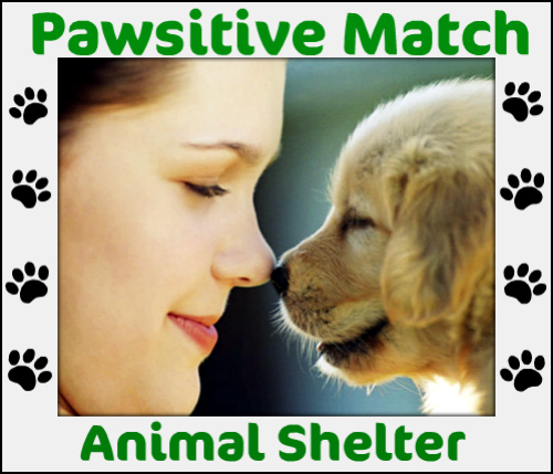 PawsMatchMN's profile picture. Pawsitive Match Animal Shelter is a non-profit organization that is dedicated to making the lives of dogs, cats and humans alike happier.