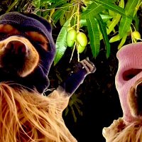 Kem (@supl4d0) 's Twitter Profile