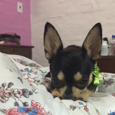 VaninaHerreros's profile picture. 