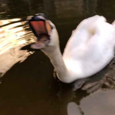 Fl_colombi's profile picture. wait ?