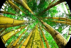 cugggino's profile picture. 