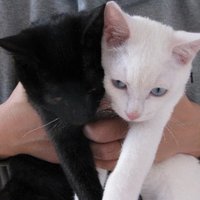 kaze_sign (@kazesignneo) 's Twitter Profile