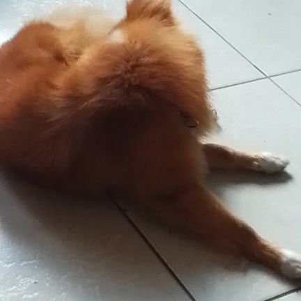 Douglas1460227's profile picture. En el mar la vida es más sabrosa, Médico Veterinario - Antiñangara