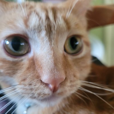 toastfluさんのプロフィール画像