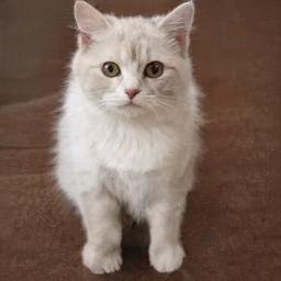 TomiA99198's profile picture. I like CS