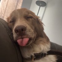 sam kaddidlhopper (@hoosierguyss) 's Twitter Profile