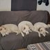 xdragonox (@luvmyfurbabiez) Twitter profile photo xdragonox (@luvmyfurbabiez) Twitter profile photo