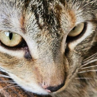 Diego36196752's profile picture. I love my cat