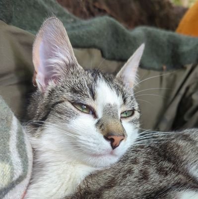 Wanna learn about Bitcoin? I am just the right Cat for you Sir's - https://t.co/n1HY8nTxrb