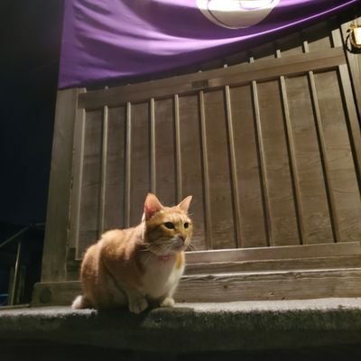 nicodououen's profile picture. 美しいと思った鉱物（原石、ルース）や食べて美味しかったもの、外で出会った猫たちの写真をポストしています。どうぞよろしくお願いします✨💎🍡🐱