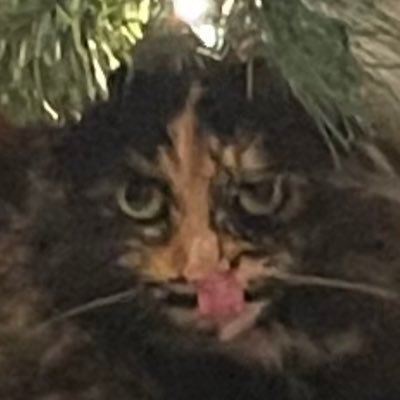 trixiedust62's profile picture. 