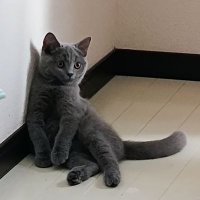 さすけと3人暮らし🐈‍⬛🐾🎶 (@chocopara1) 's Twitter Profile