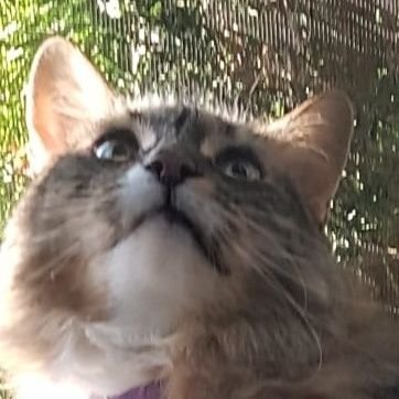 Cattack Profile