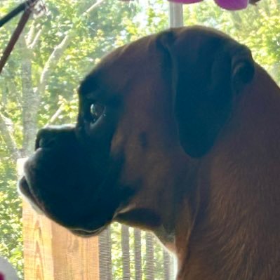 LouisInNameOnly's profile picture. Retired Doctor of Chiropractic, Educated Hillbilly, I can use search engines, #MAGA #Boomer #GrayPower #MyPresidentWearsARedCap, Sorta Guitar Player