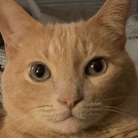 Nathaniel (@crazynatedog) 's Twitter Profile