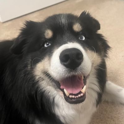 Love my dog. @NASCAR. YouTube: RealRadman. UF 19’. Business inquires - realradman3@gmail.com