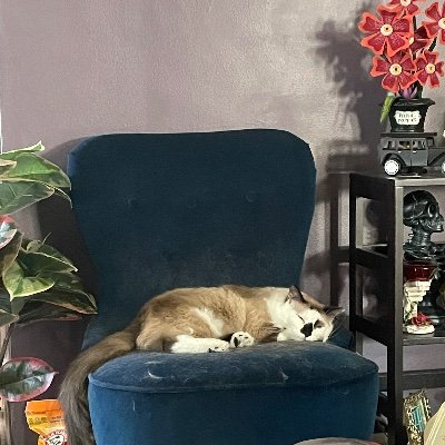 little_meowmaid's profile picture. she/her. expect a lot of retweets