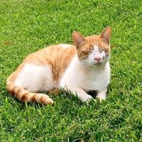 Fergus McTabby ๐ (@matt_ironstone) 's Twitter Profile