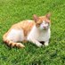 Fergus McTabby 🐈 (@matt_ironstone) Twitter profile photo Fergus McTabby 🐈 (@matt_ironstone) Twitter profile photo