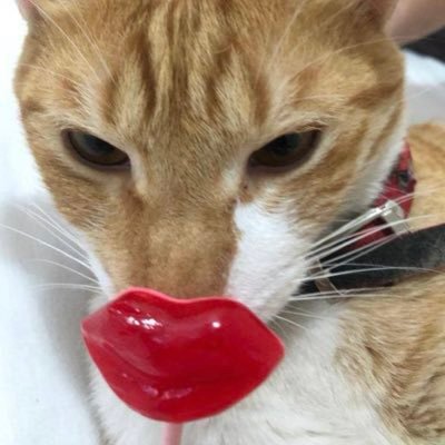 catituさんのプロフィール画像