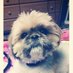 Mollybee (@kurt29651039332) Twitter profile photo