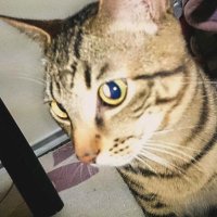 しらんけどぅ (@shirankedo321) 's Twitter Profile