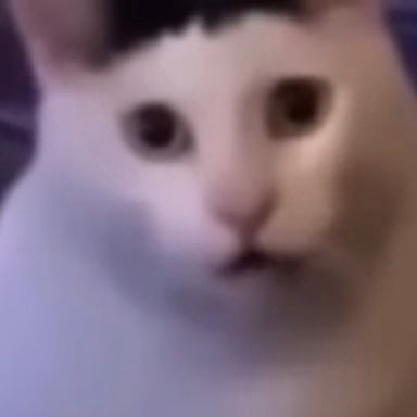 gojoisgoodnice's profile picture. i simp for meowscles and Sebastian:3