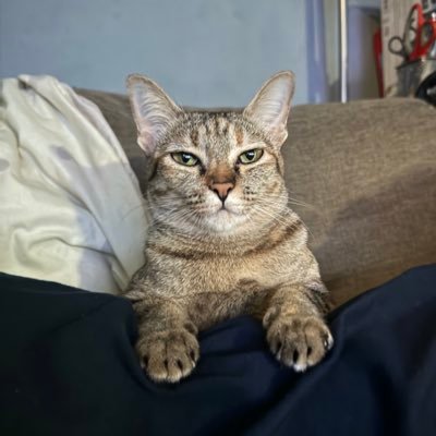 fedgoer's profile picture. お前のお母さんより偉いやついない