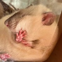 マツリ (@matsuri_rats) 's Twitter Profile