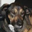 #OTRB Adopted 4.23.09, passed 7.30.16 -- 
I was a happy, blind Whippet-mix dog. I loved tennis balls and anything that squeaks! My mom is @stacybean