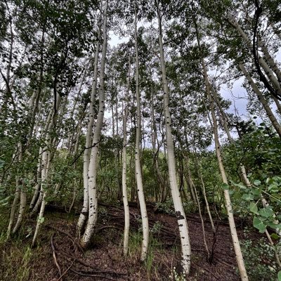 azgator1's profile picture. A firm believer of mobile internet tsunami in the next decade!