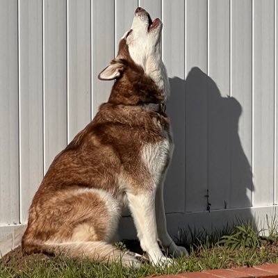 #HuskyDad #SaveCalifornia 🇺🇸 “Twenty years from now you will be more disappointed by the things you didn’t do than by the things you did”. Make a Difference!
