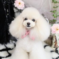 Panther (@pantherbb11) 's Twitter Profile