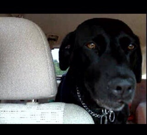 AmyAmann's profile picture. 