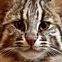 さごすけ (@sagosagosuke) 's Twitter Profile