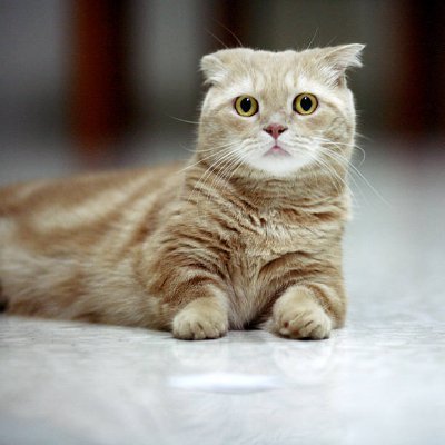 おそらく私たちが猫に魅了される理由の一つは、このような小さな動物が、非常に多くの独立性、尊厳、そして精神的な自由を秘めているからでしょう。猫の性格は、人間に決して依存せず、自ら受け入れることを求めます。