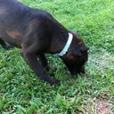 Nelson Parada - @piedrapoma3421 - Twitter