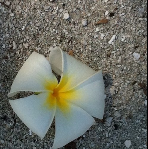 posyposs's profile picture. 