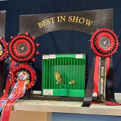 AVFC,stow town fan ,Ipswich witches ,British bird breeder/shows, dad to Mortz and half decent bricky 🧱😉