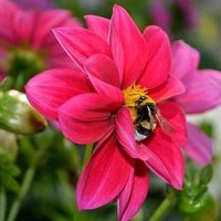 Annie Bee, Ed.D. (@abe913) 's Twitter Profile