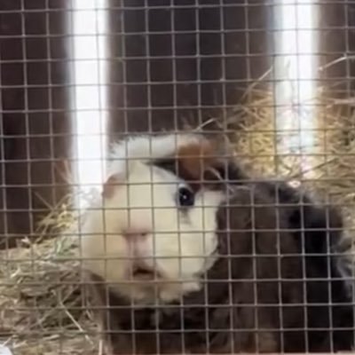 oruchan0530's profile picture. 🍵(´・ω・｀)