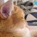 猫しか勝たん (@a1p4ca) Twitter profile photo 猫しか勝たん (@a1p4ca) Twitter profile photo