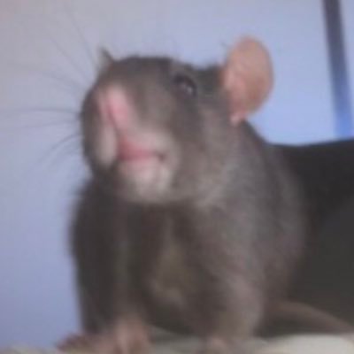 shoさんのプロフィール画像