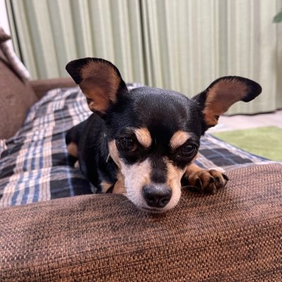 ブルーザーです😃ミニチュアピンシャーとチワワのMIXです😄毎日の癒しをお届けします🥺是非、オススメにでたいなぁー🐸🥲我が家の愛犬🐕もう12歳だけど👴夢は、YouTubeでブルーザーチャンネル作る事😁よろしくお願いします🙇