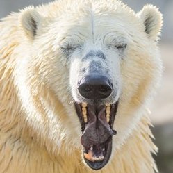 Sweet Bearさんのプロフィール画像