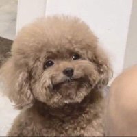 Shy Dev (@shy_webdev) 's Twitter Profile Photo