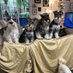 Missy, Bubba, Razzy, Yuki, Bandit, Max, Lucy,Moose (@razamataz48) Twitter profile photo Missy, Bubba, Razzy, Yuki, Bandit, Max, Lucy,Moose (@razamataz48) Twitter profile photo